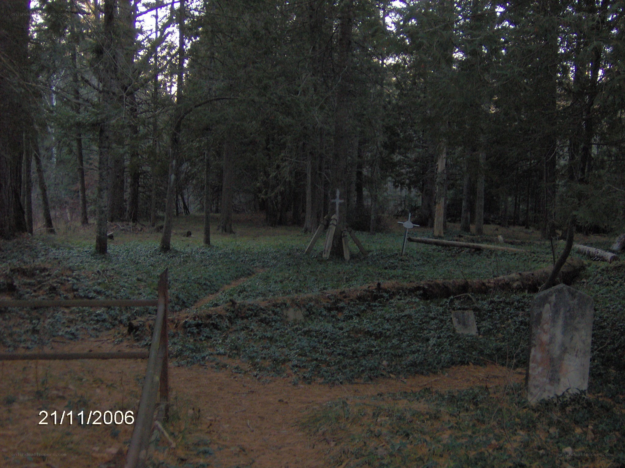 Forest cemetery with crosses