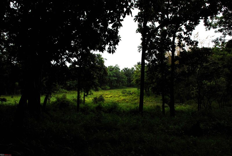 Forest clearing at dusk