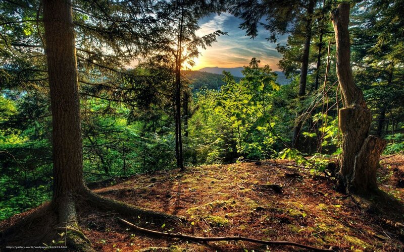 Forest Clearing at Sunset — Green, Serene, Photograph