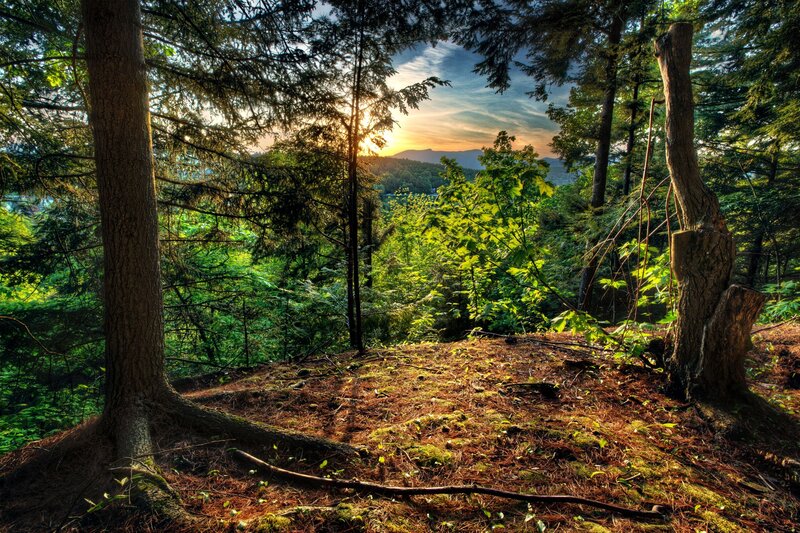 Forest Clearing at Sunset — Green, Serene