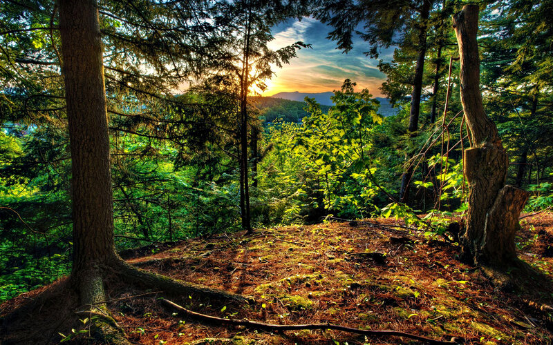 Forest Clearing at Sunset — Green