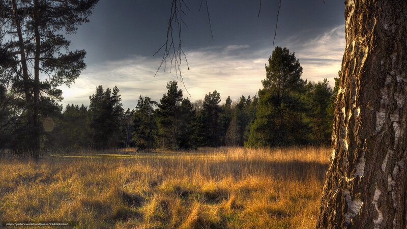 Forest clearing at sunset