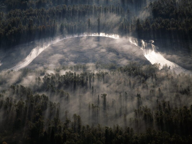 Forest Clearing in Mist