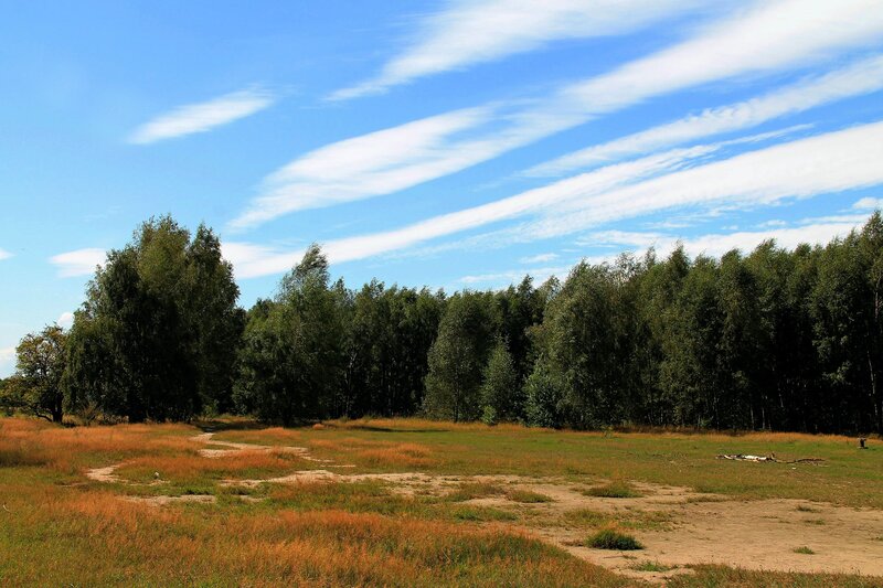 Forest clearing under blue sky