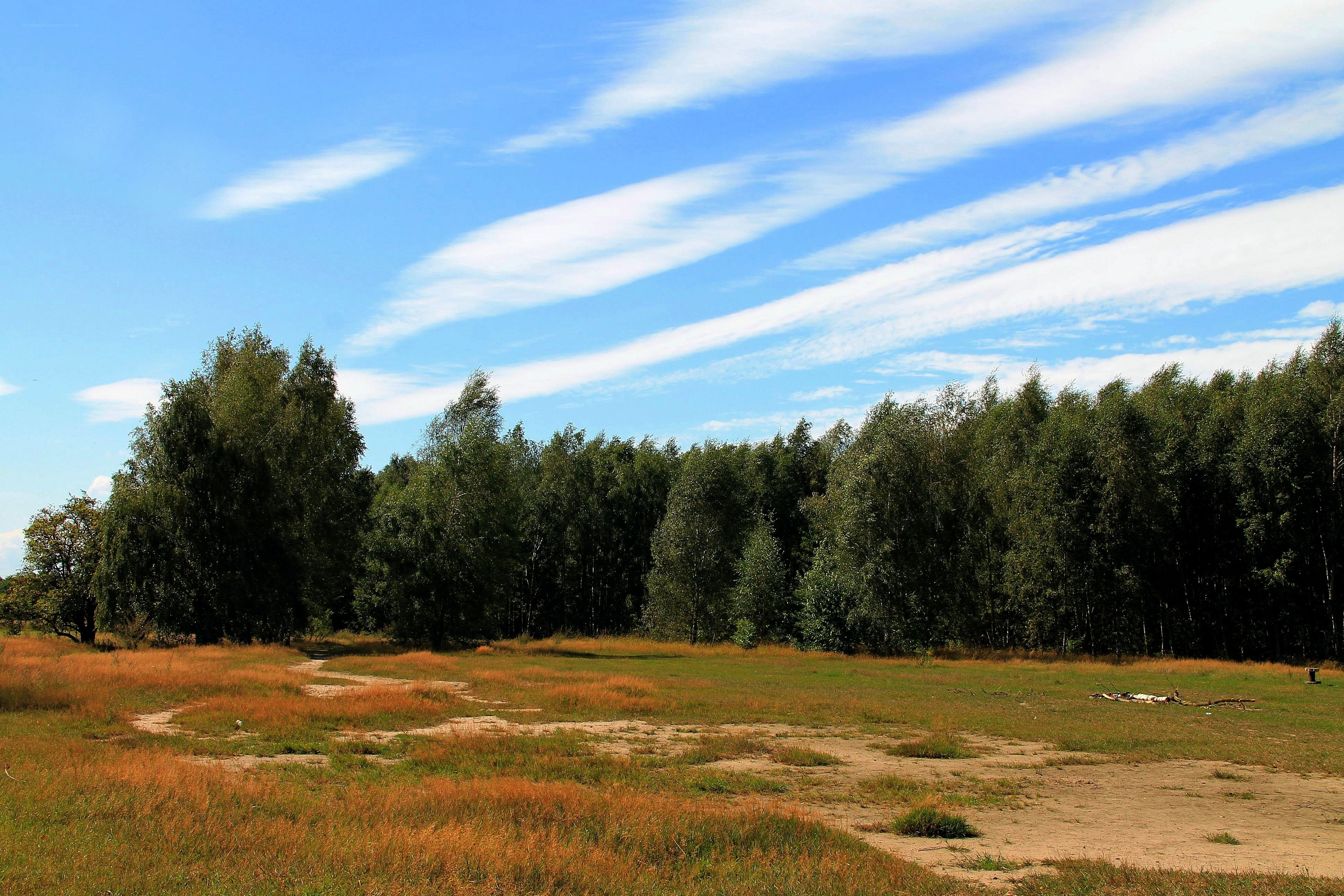 Forest clearing under blue sky