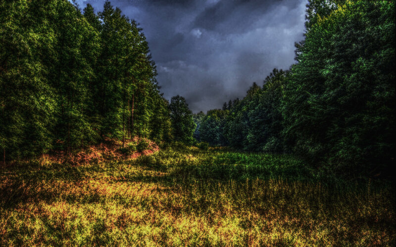 Forest Clearing under Stormy Sky — Green