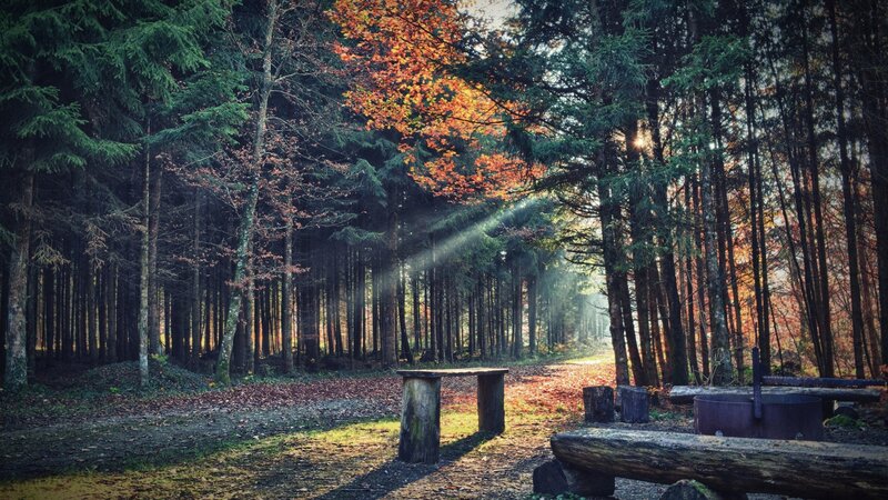 Forest Clearing with Benches