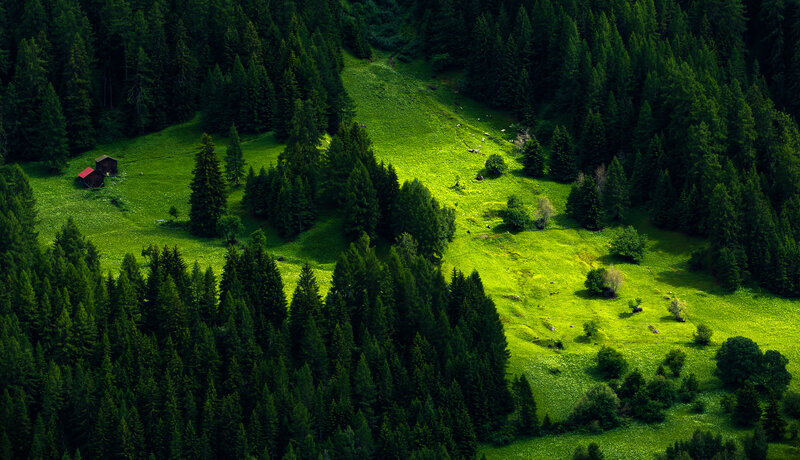 Forest Clearing with Cabins — Green