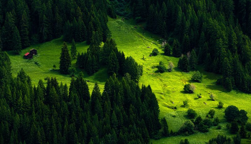 Forest Clearing with Cabins