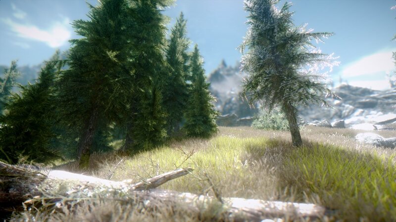 forest clearing with evergreen trees