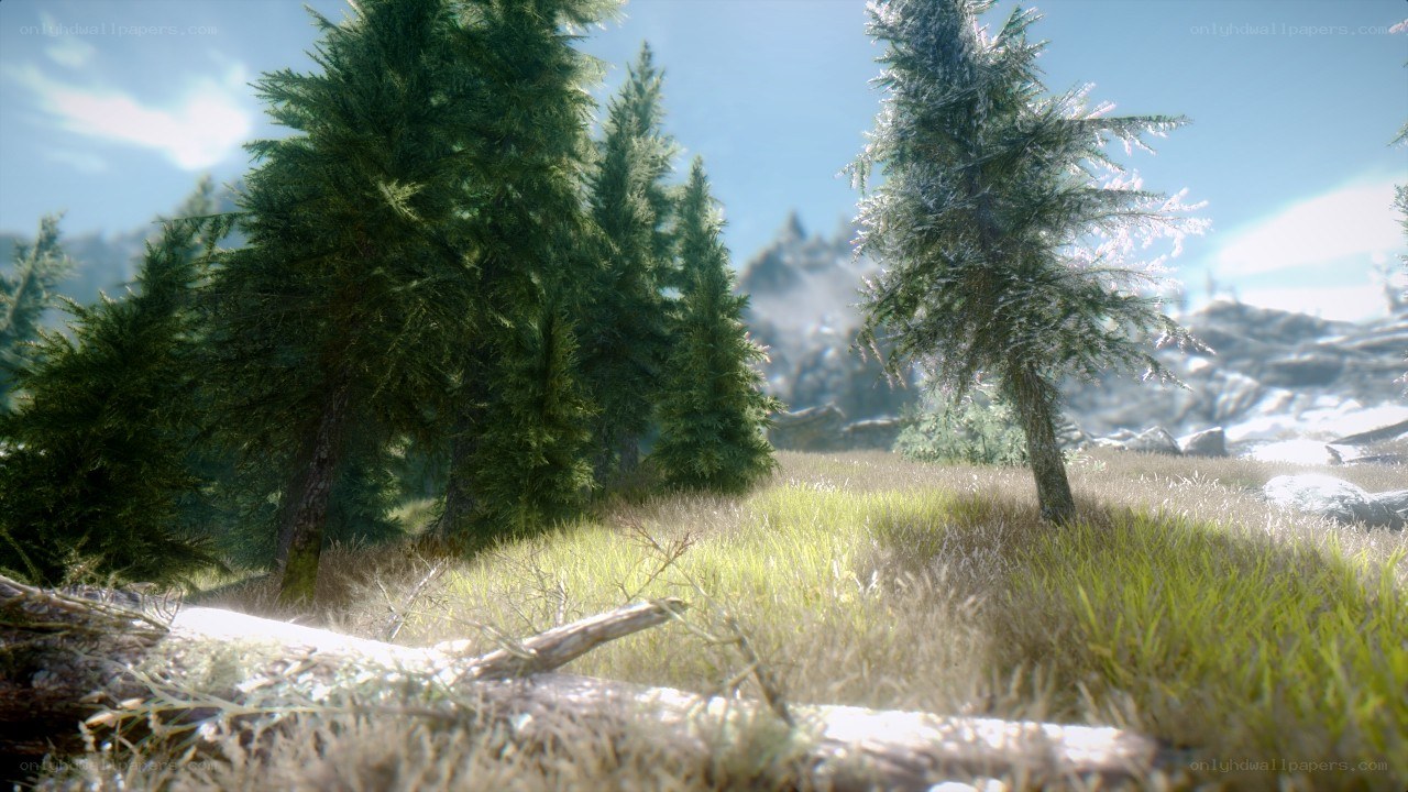 forest clearing with evergreen trees