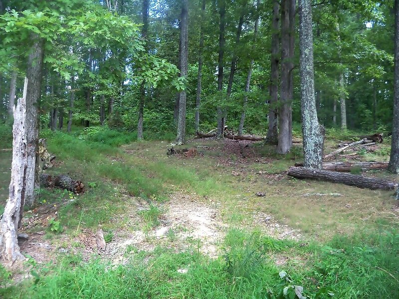 Forest Clearing with Fallen Logs — Green