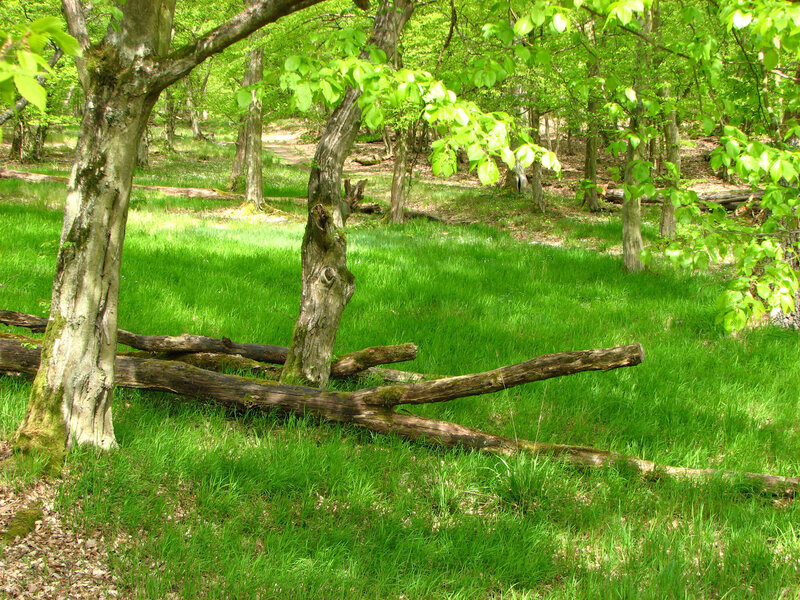 Forest clearing with fallen logs