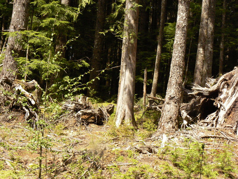Forest Clearing with Fallen Trees