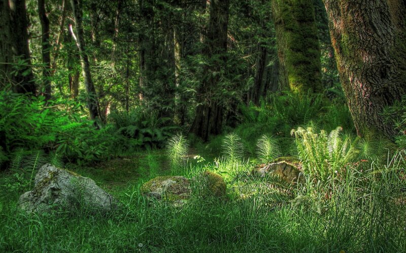 Forest Clearing with Ferns