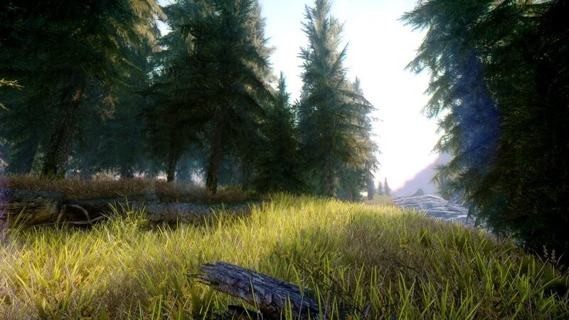 Forest Clearing with Grass