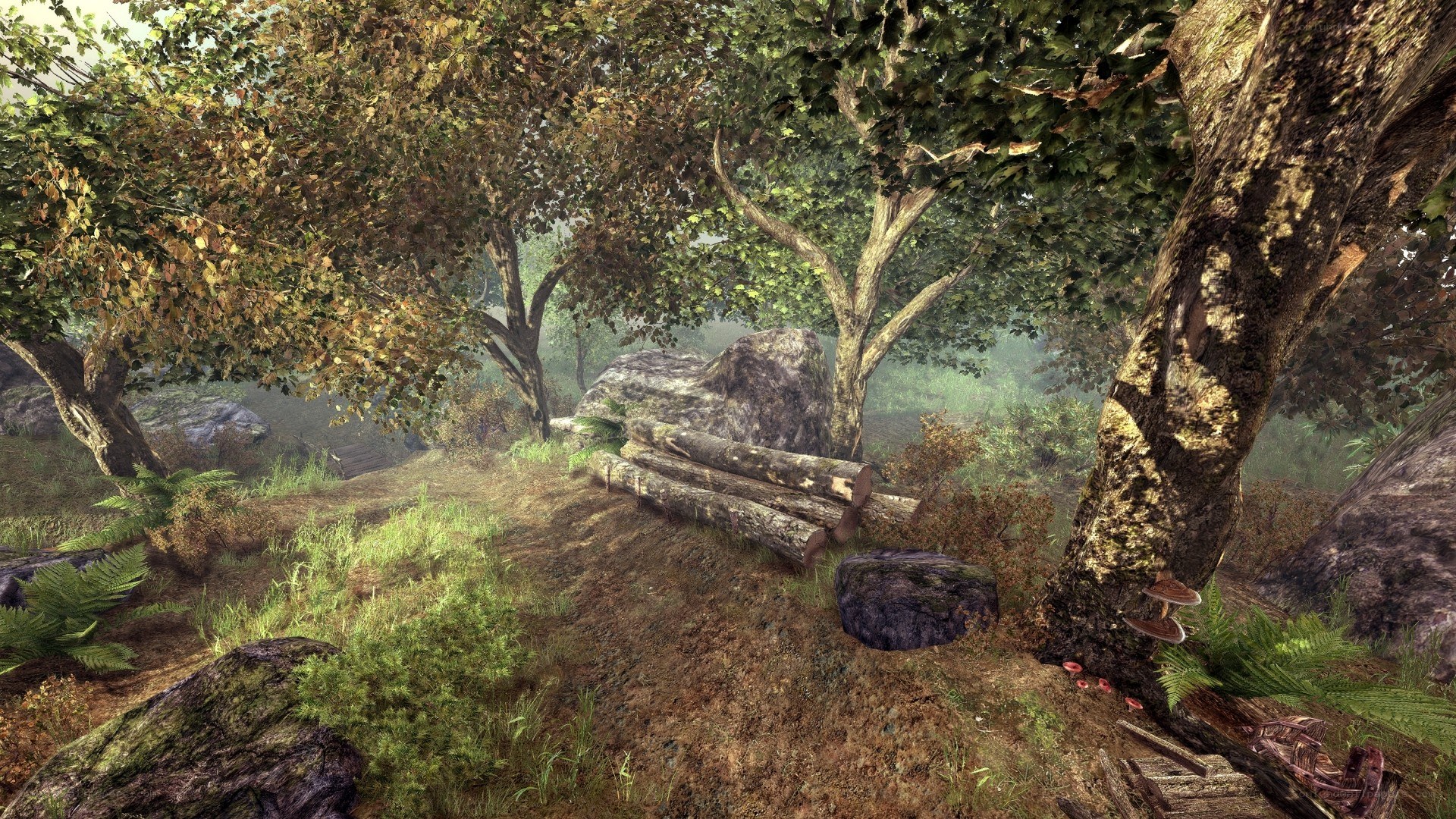 forest clearing with logs