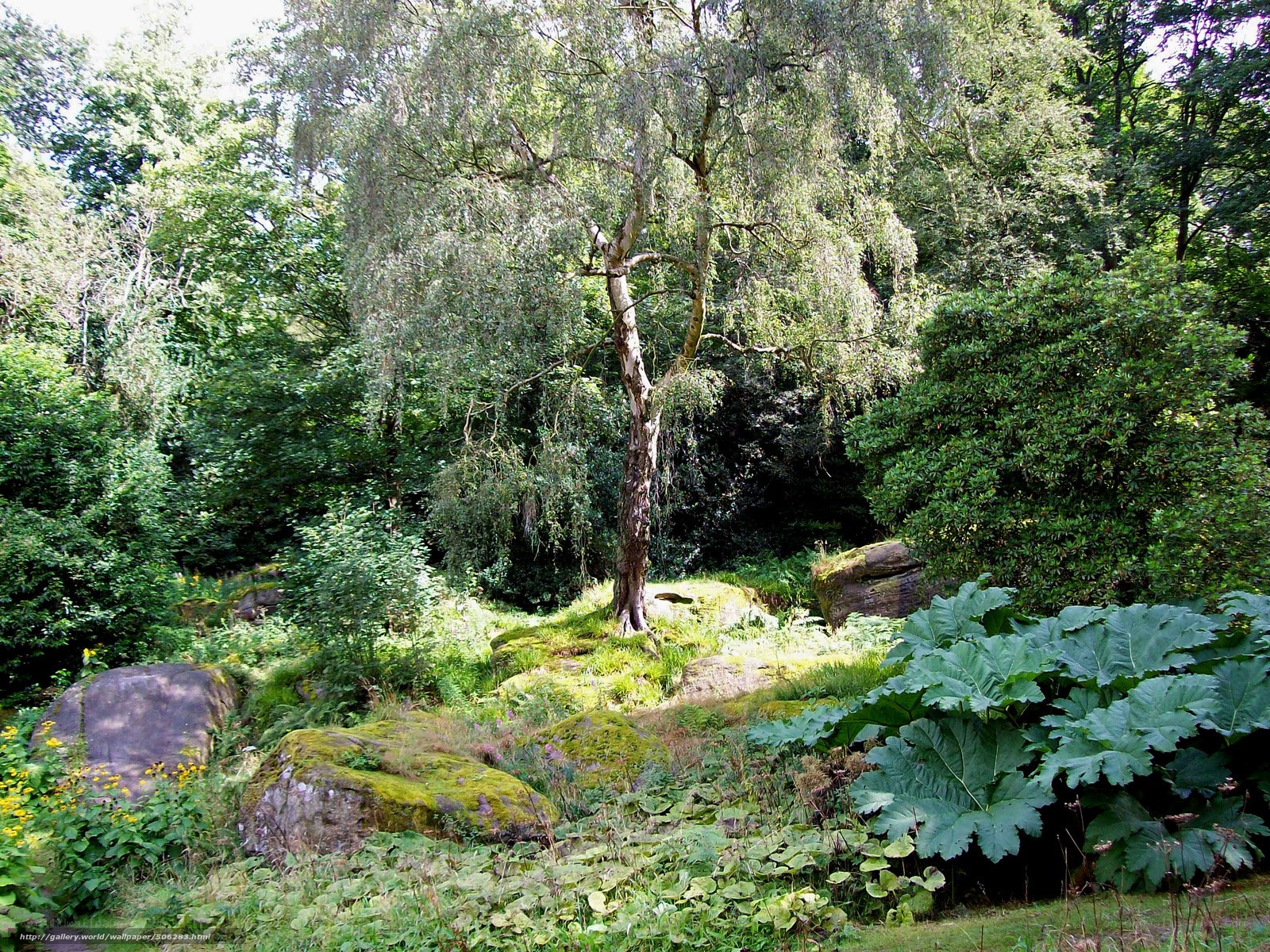 Forest clearing with mossy rocks