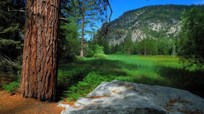 Forest clearing with mountain view
