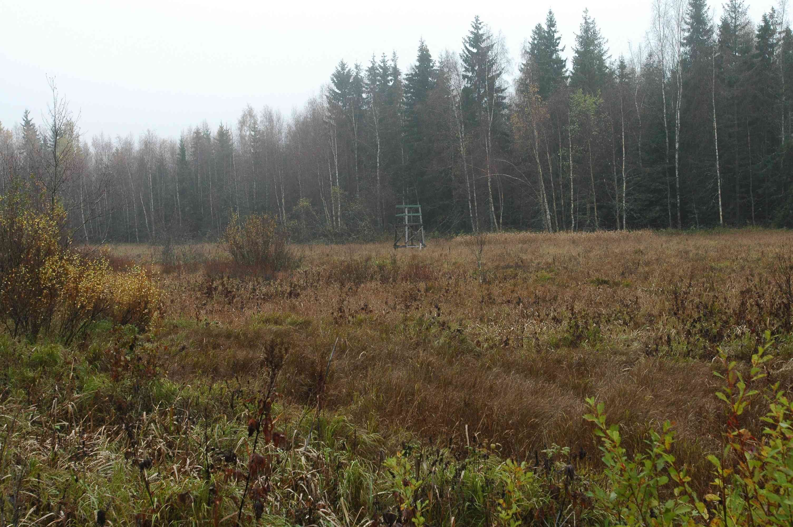 Forest clearing with observation tower