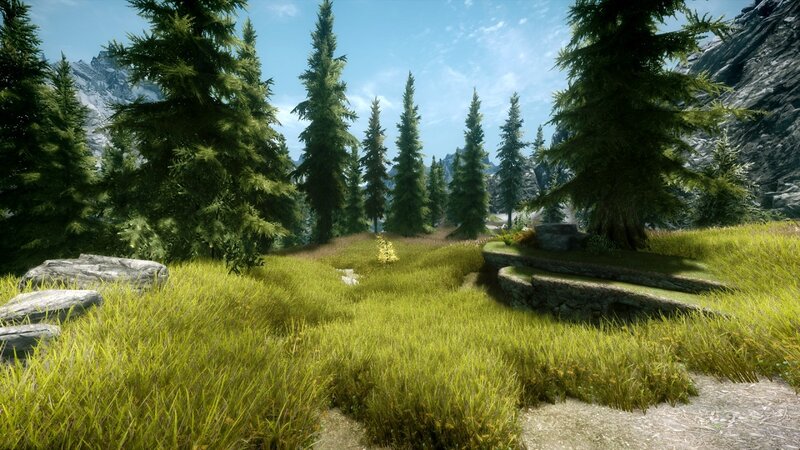 forest clearing with pine trees