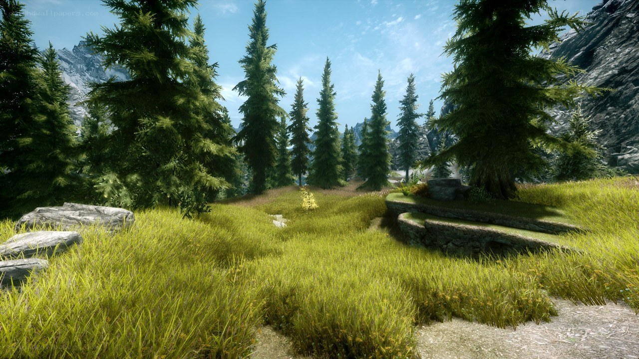 forest clearing with pine trees