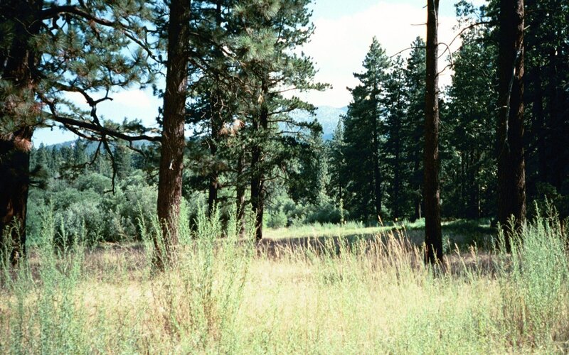 Forest clearing with pine trees