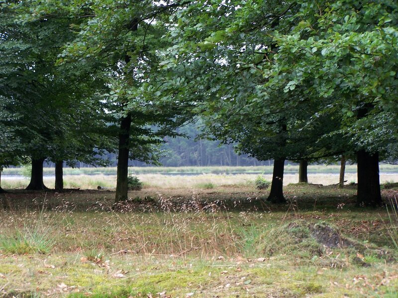 Forest clearing with pond
