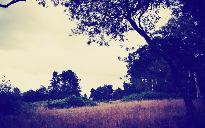 Forest clearing with purple hue