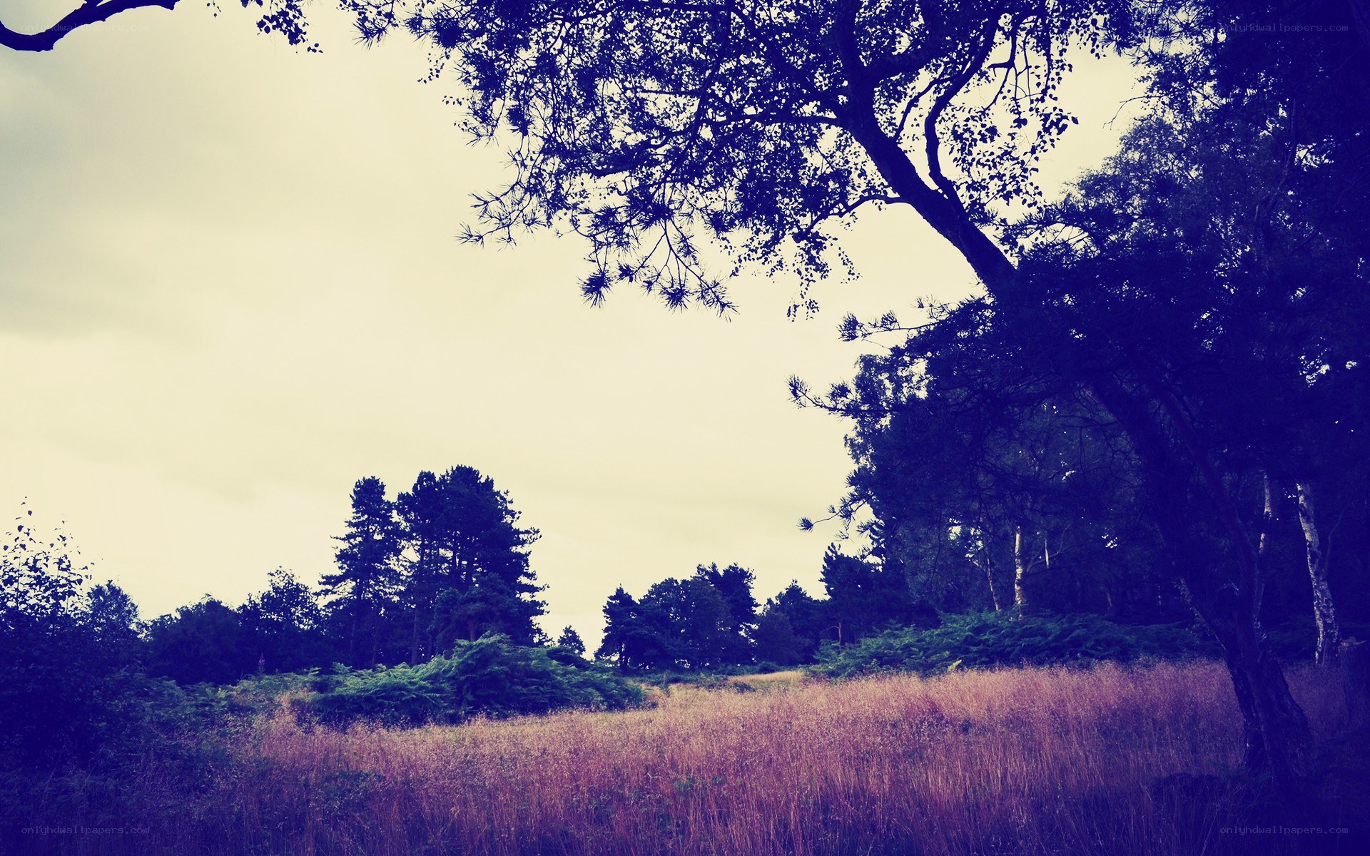 Forest clearing with purple hue