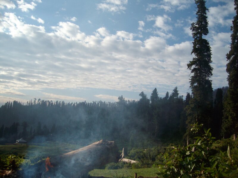 Forest clearing with smoke
