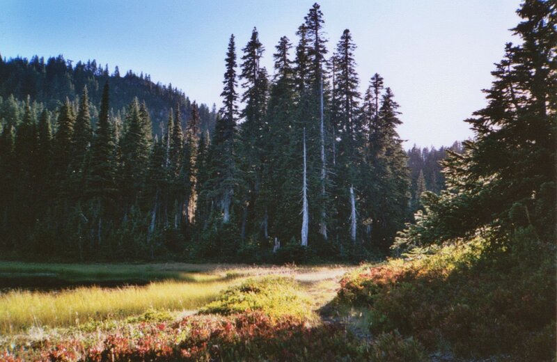 Forest clearing with tall trees