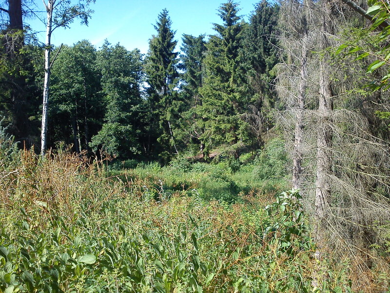 Forest clearing with tall trees