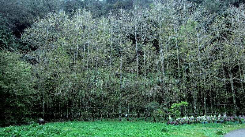 Forest Clearing with Trees — Green