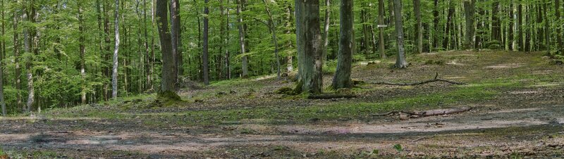 Forest clearing with trees