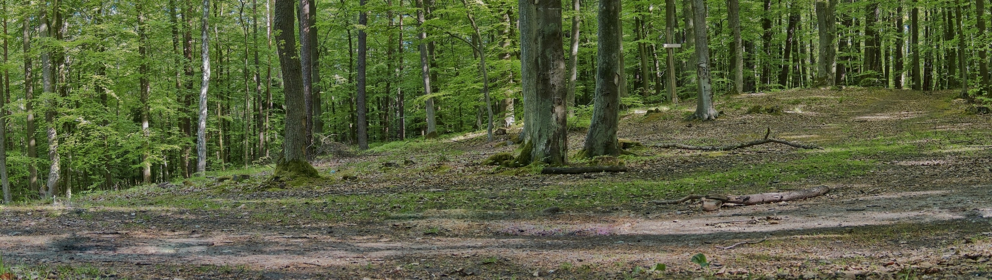 Forest clearing with trees