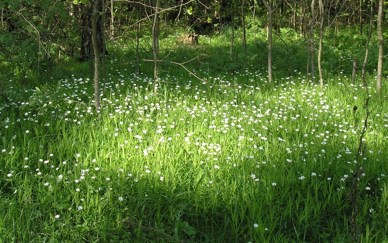 Forest clearing with white flowers