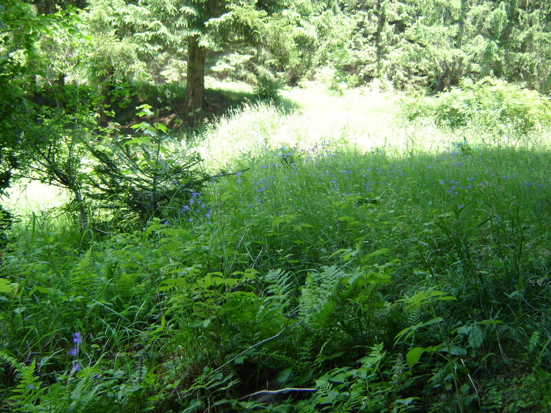 Forest Clearing with Wildflowers — Green