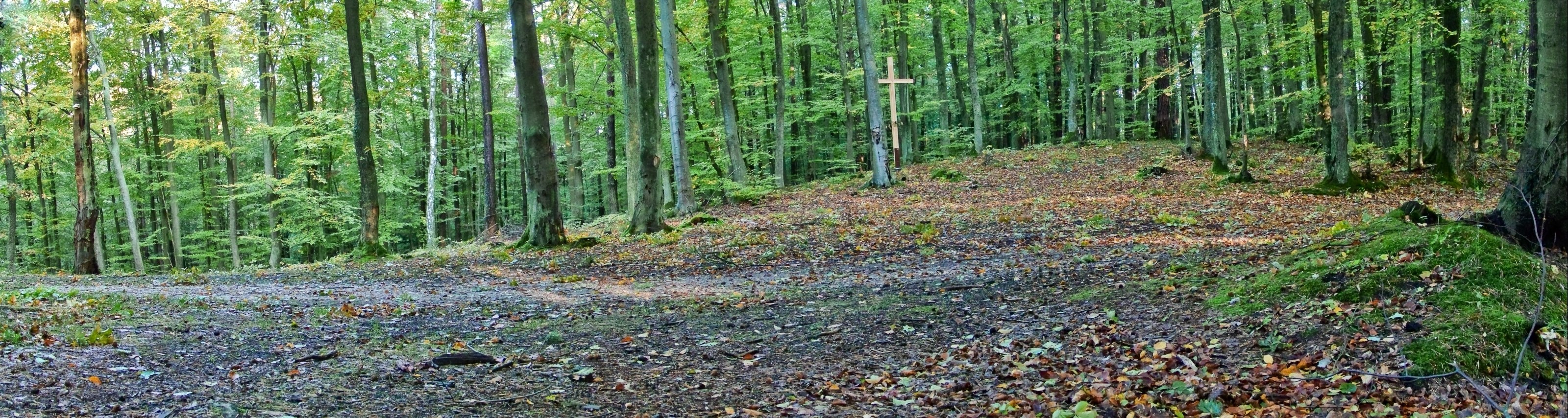 Forest clearing with wooden cross