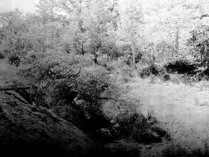 forest clearing with wooden structure