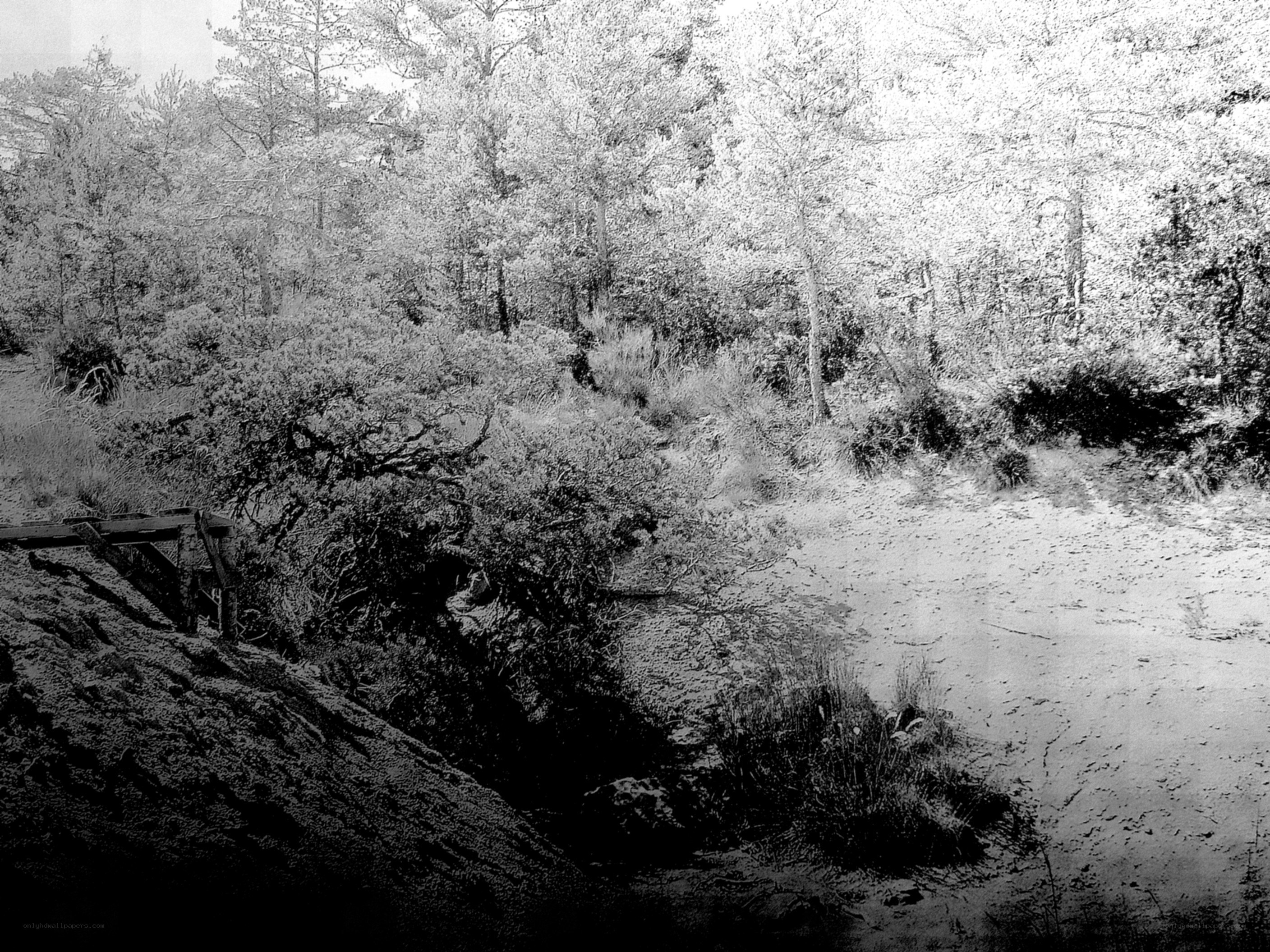 forest clearing with wooden structure
