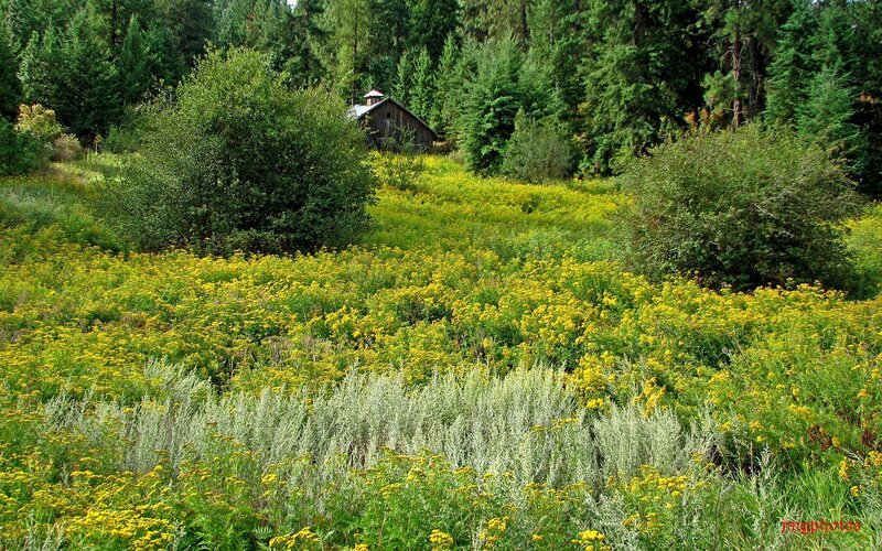 Forest clearing with yellow flowers