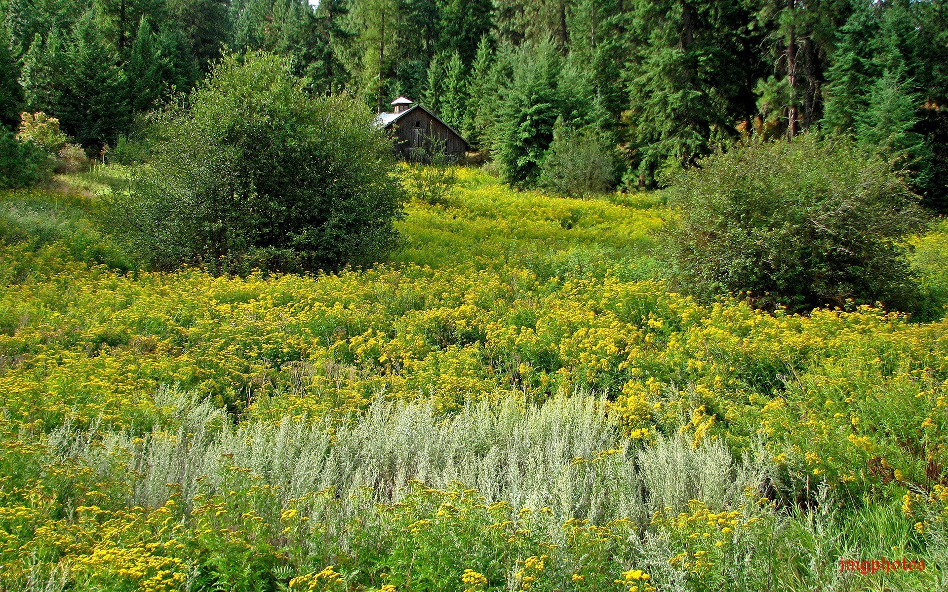 Forest clearing with yellow flowers