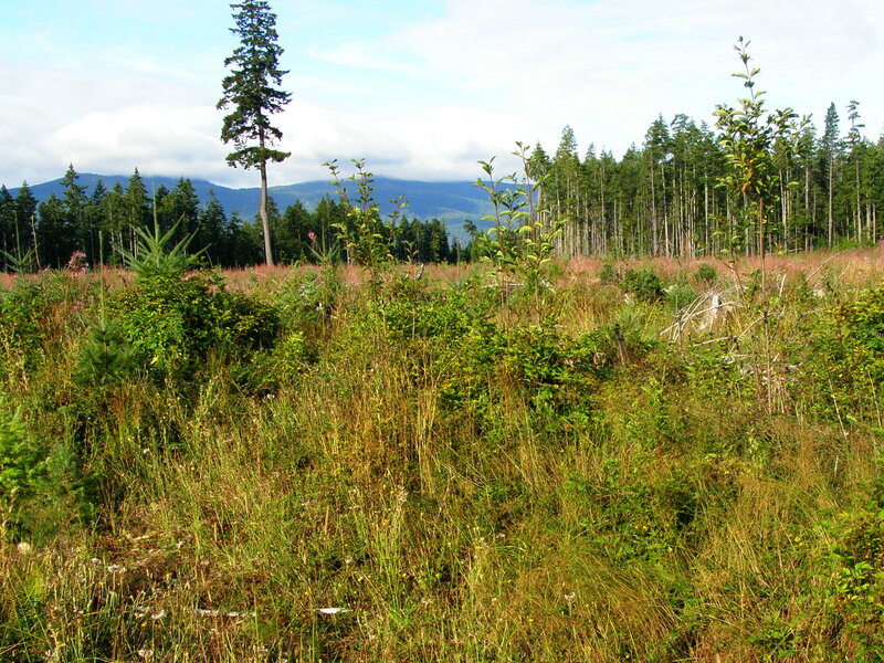 Forest clearing with young trees