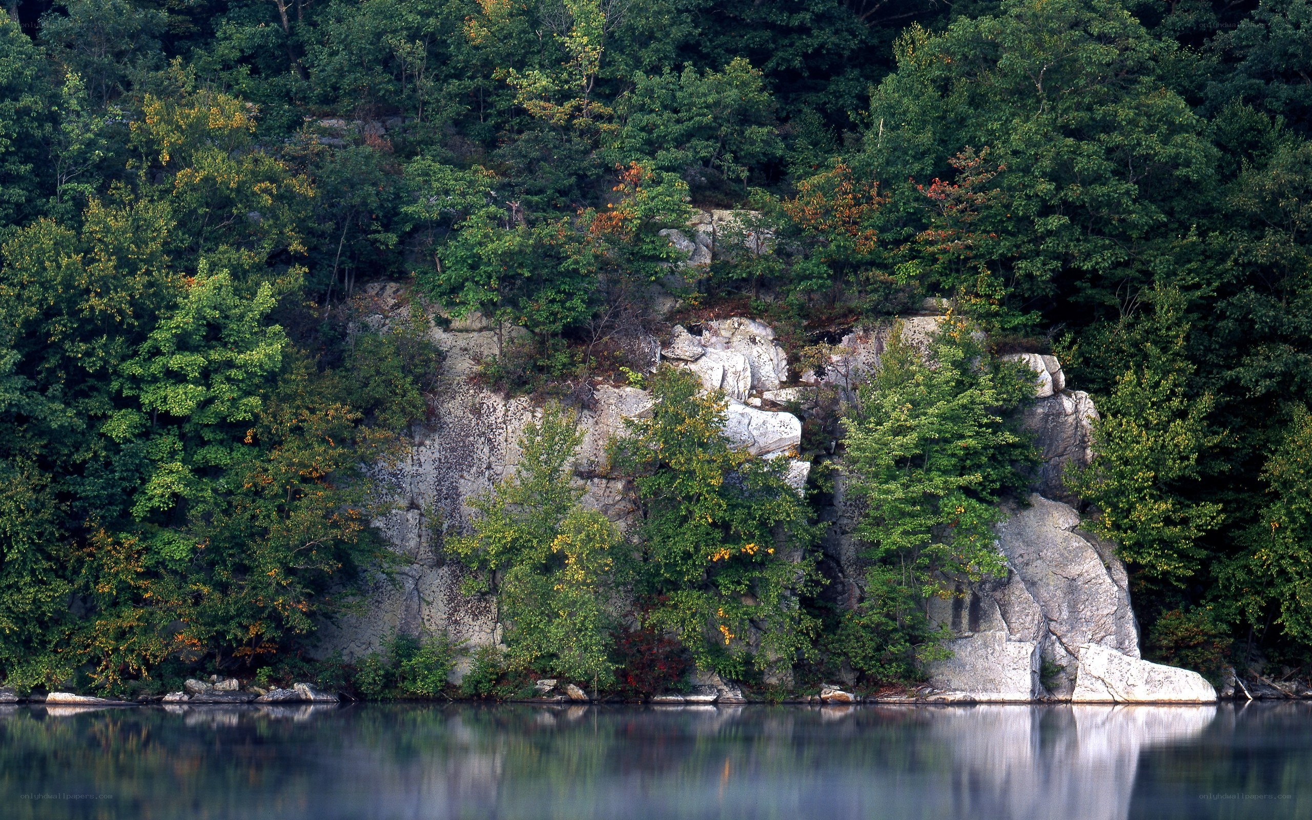 Forest cliff reflected in calm water