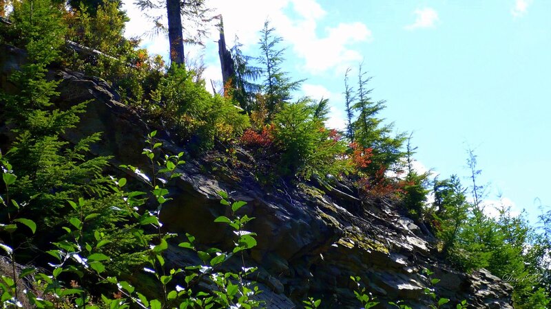 Forest cliff under blue sky