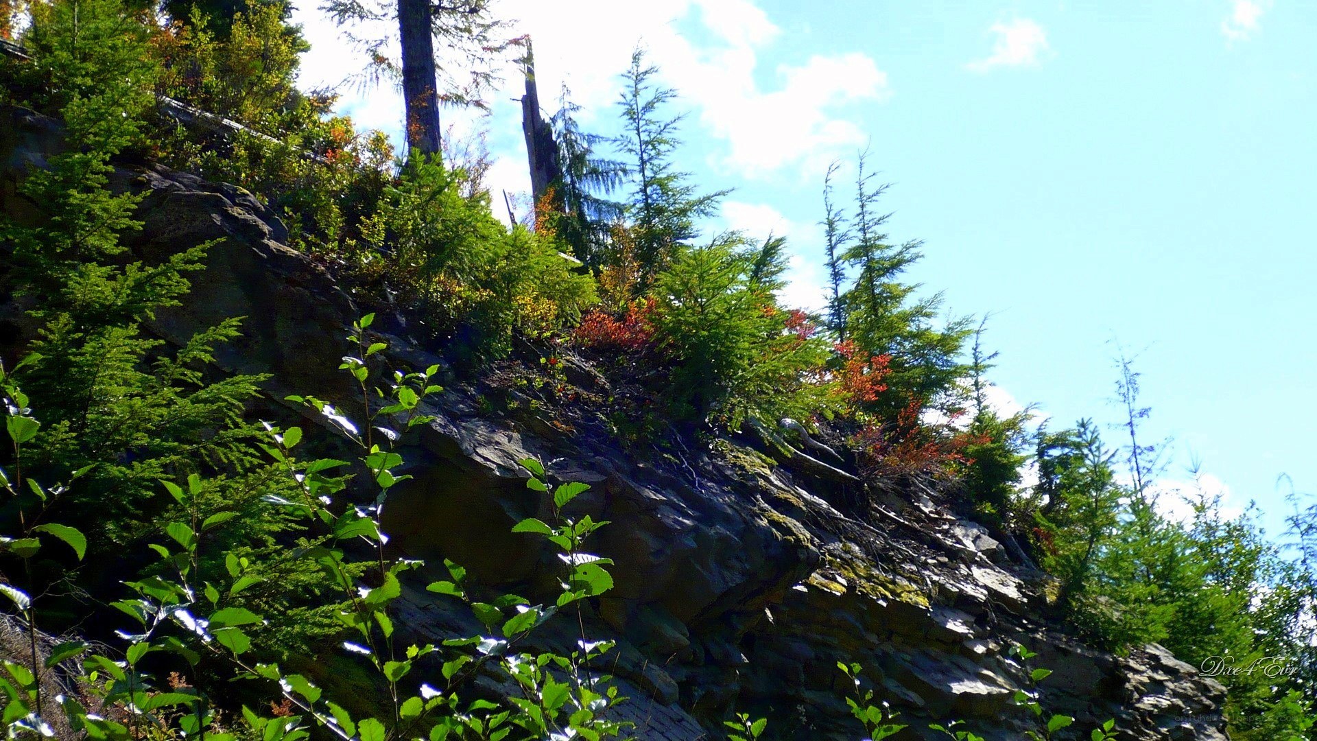 Forest cliff under blue sky