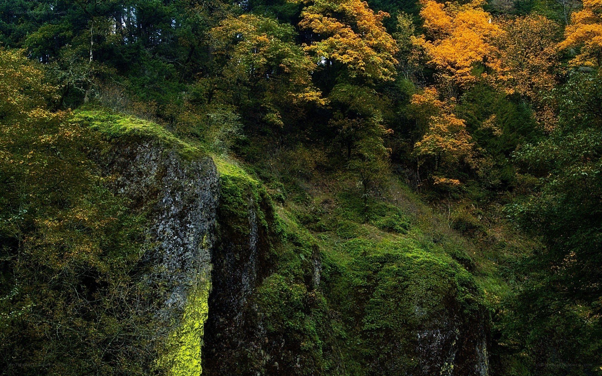 Forest cliff with autumn foliage