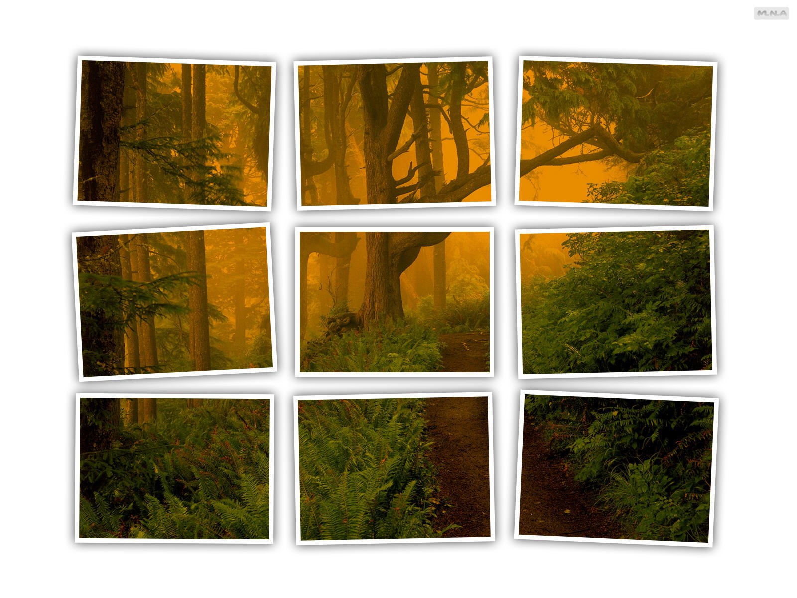 Forest collage in golden light