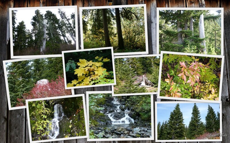 Forest collage with waterfalls
